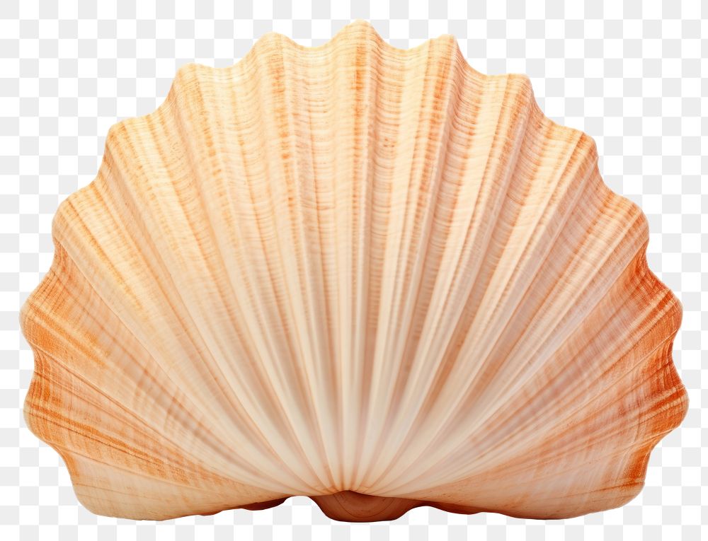 PNG Seashell seafood clam  