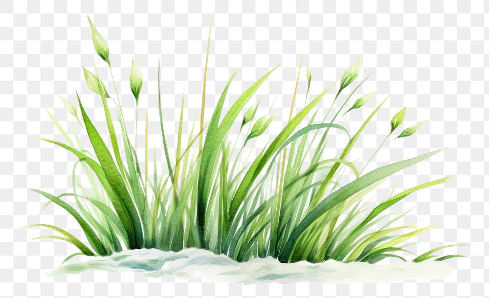 PNG Grass plant green reed. 