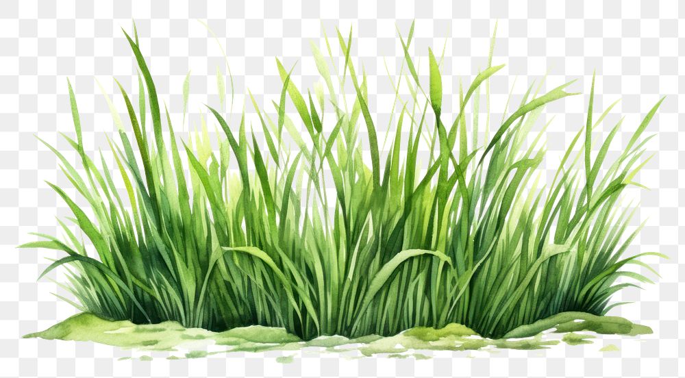 PNG Grass plant green tranquility. AI generated Image by rawpixel.