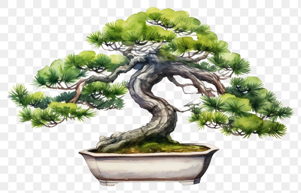 PNG Bonsai plant tree houseplant. 