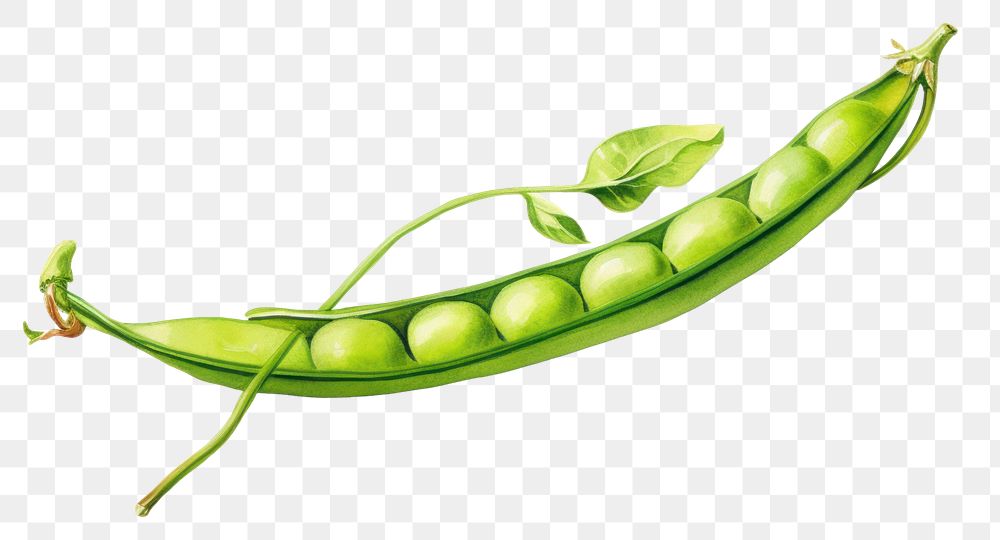 PNG Vegetable pea plant green. AI generated Image by rawpixel.