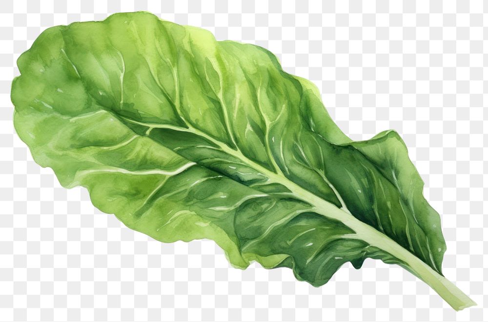 PNG Vegetable leaf lettuce spinach. AI generated Image by rawpixel.