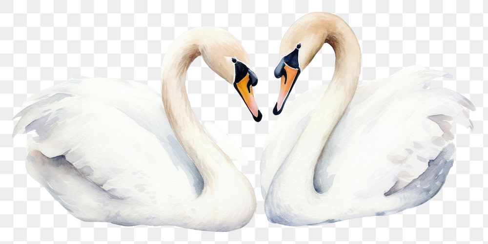 PNG Animal bird swan wildlife. AI generated Image by rawpixel.