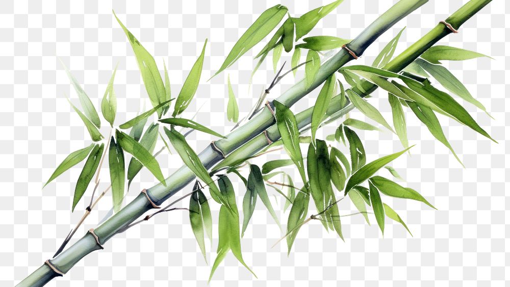 PNG Bamboo plant white background freshness. 