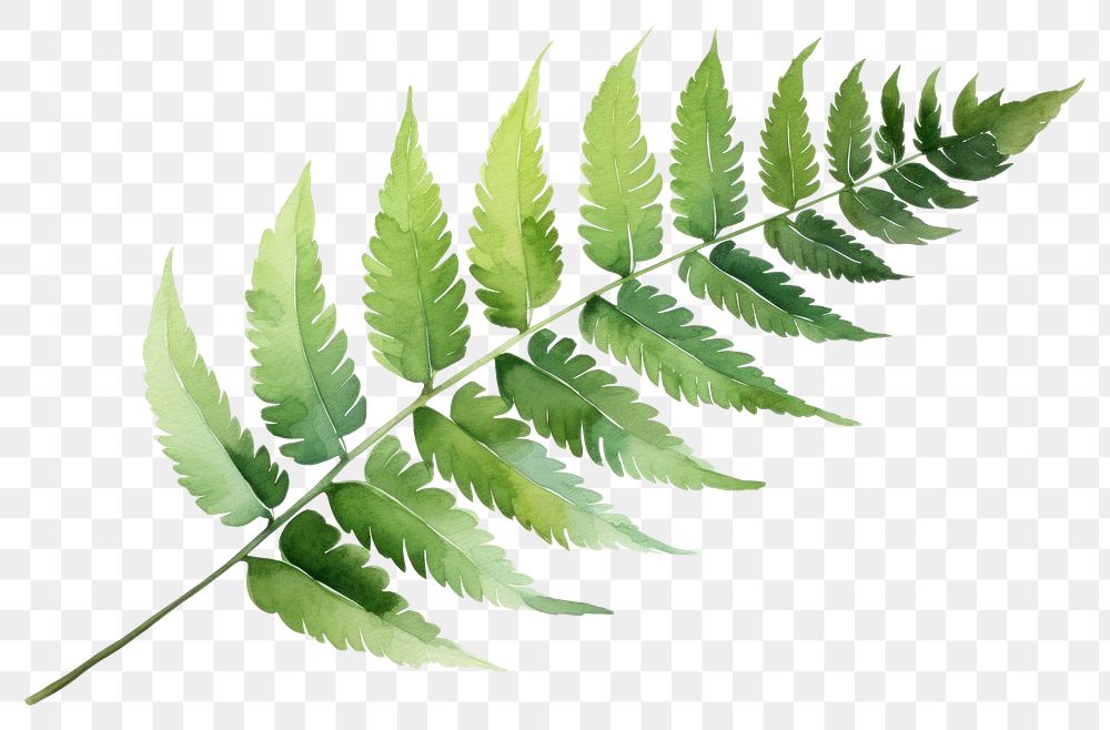 PNG Leaf fern plant white background. 
