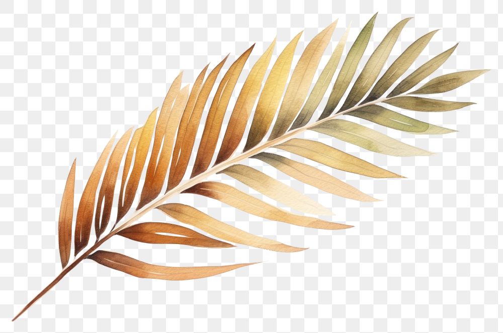 PNG Leaf plant palm leaf pattern. AI generated Image by rawpixel.