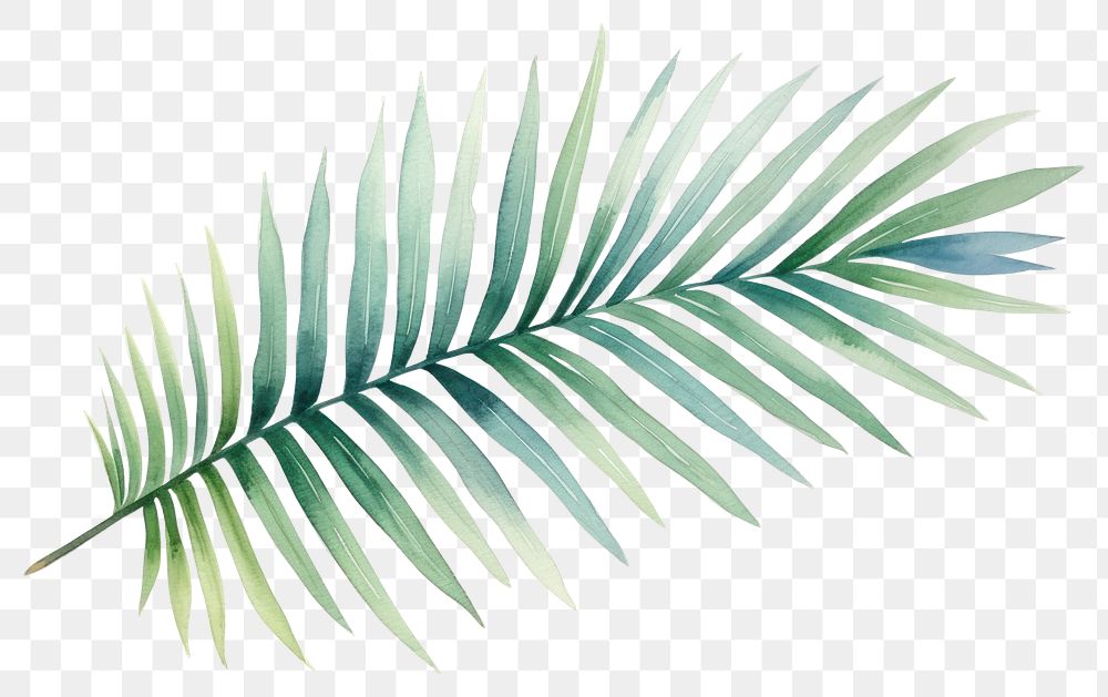 PNG Leaf plant palm leaf pattern. 