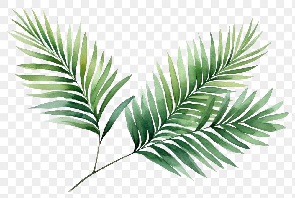 PNG Plant leaf tree fern | Premium PNG - rawpixel