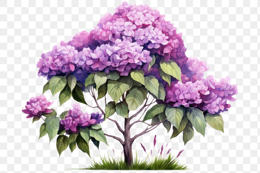 Blossom flower purple plant. 