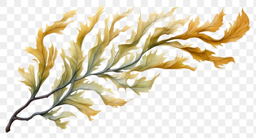 PNG Seaweed plant leaf graphics, digital paint illustration.