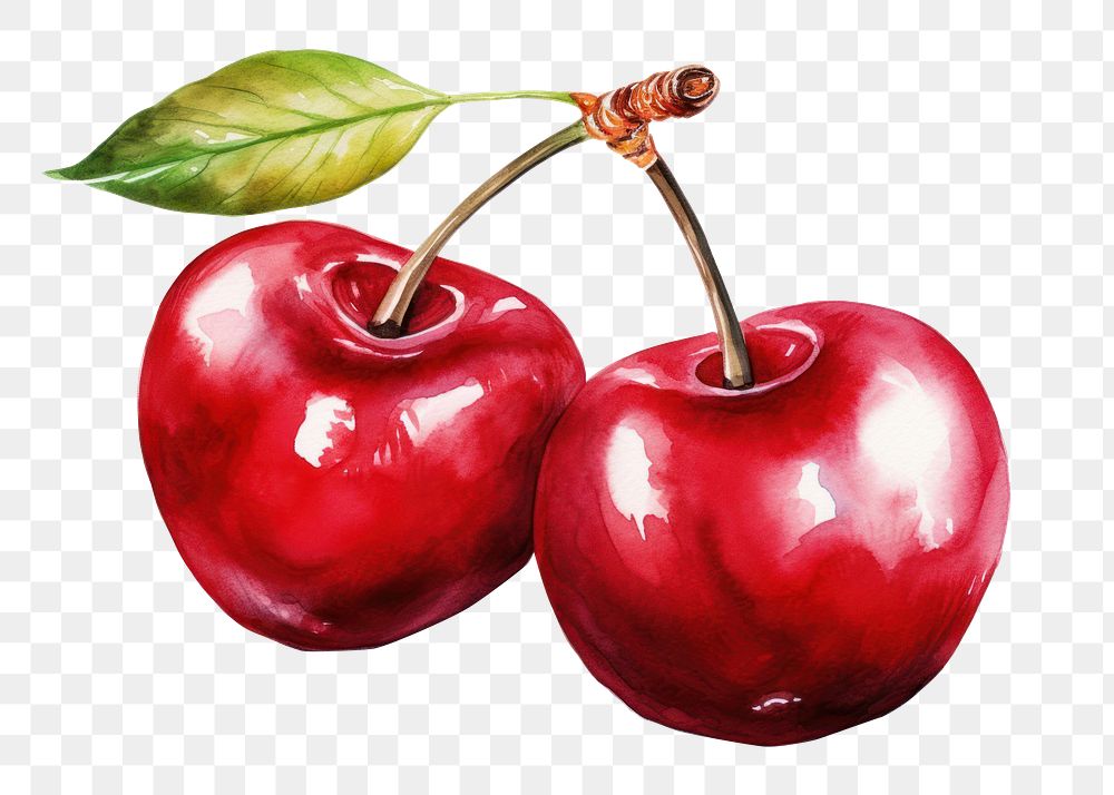 PNG Cherry fruit plant food. AI generated Image by rawpixel.