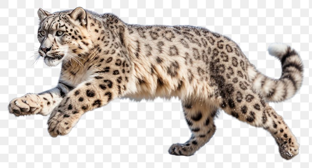 PNG Wildlife leopard animal mammal. AI generated Image by rawpixel.