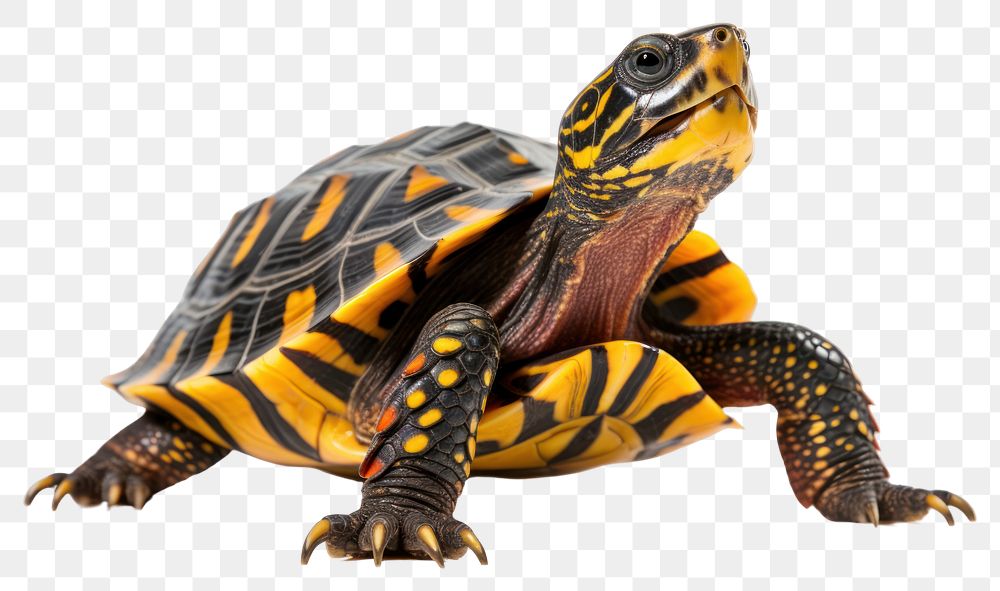 PNG Tortoise reptile animal turtle. AI generated Image by rawpixel.