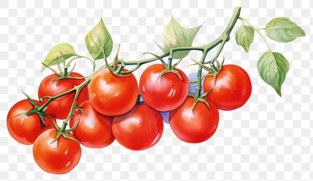 PNG Vegetable tomato fruit plant. AI generated Image by rawpixel.