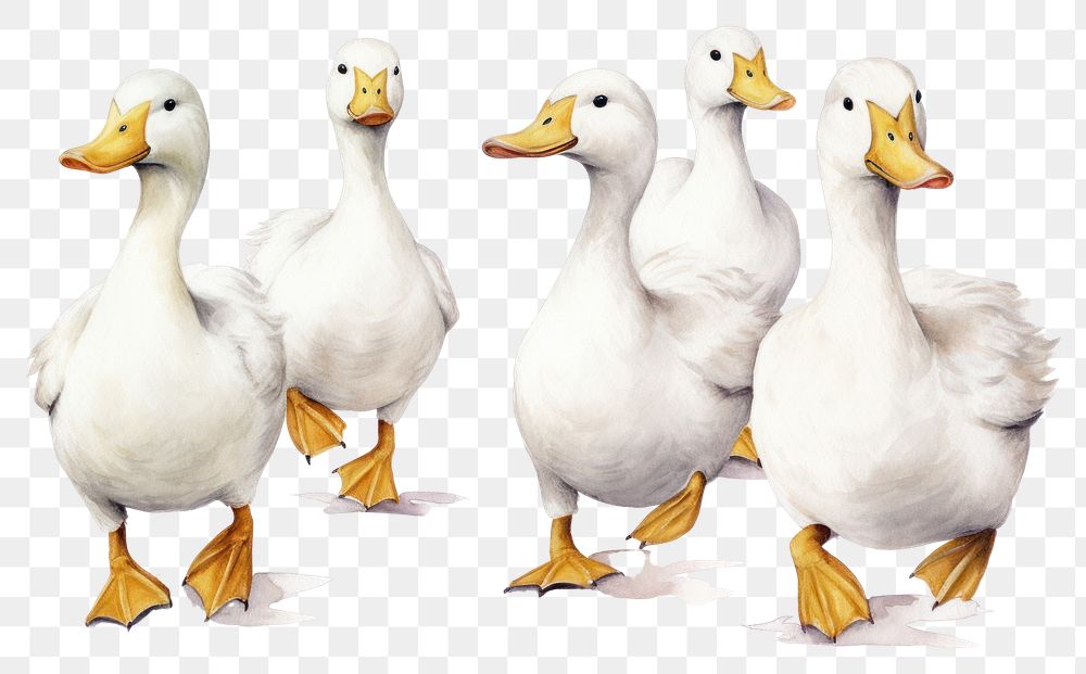 PNG Animal goose bird duck. 