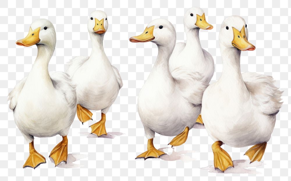 PNG Animal goose bird duck. AI generated Image by rawpixel.