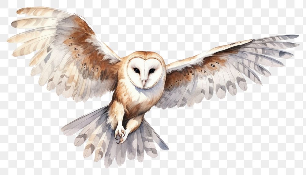 PNG Owl animal flying bird