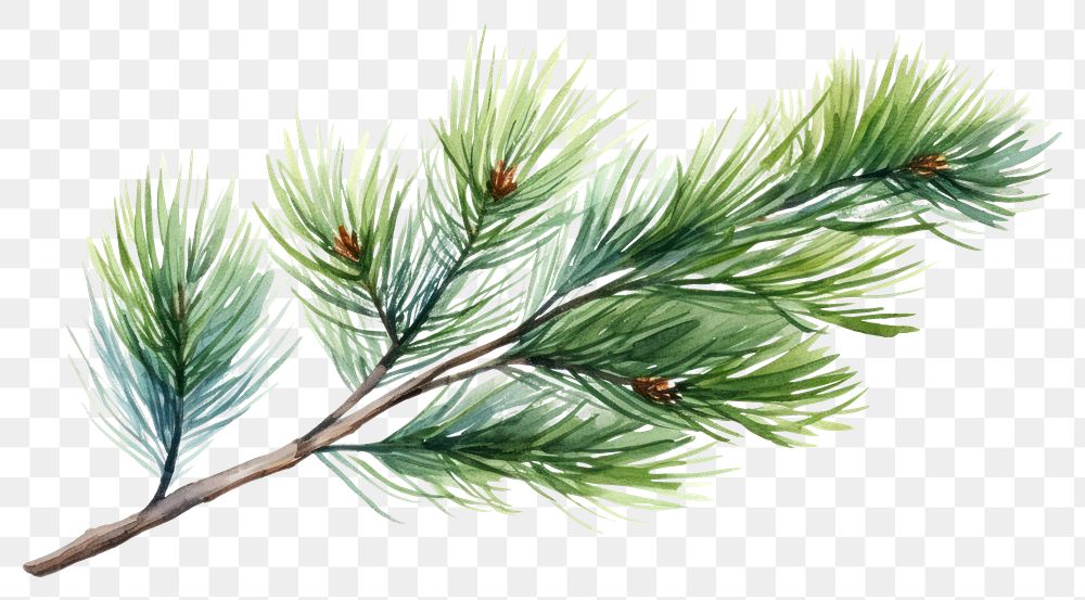 PNG pine tree branch winter. AI generated Image by rawpixel.