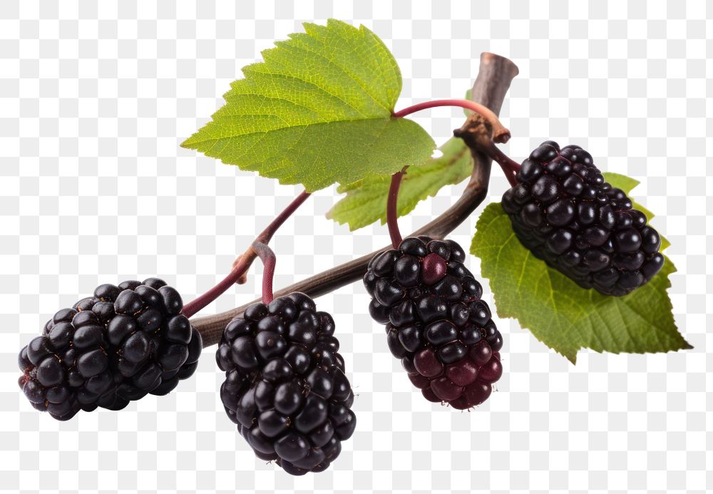PNG Blackberry fruit plant food. AI generated Image by rawpixel.
