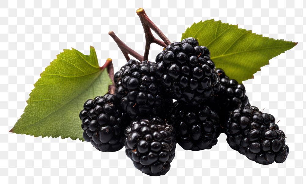 PNG Blackberry fruit plant food. AI generated Image by rawpixel.