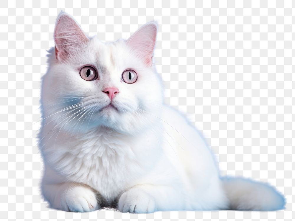 PNG Animal mammal kitten white. AI generated Image by rawpixel.