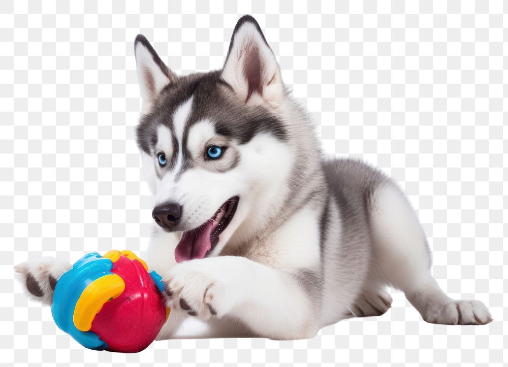 PNG Mammal animal puppy pet. 
