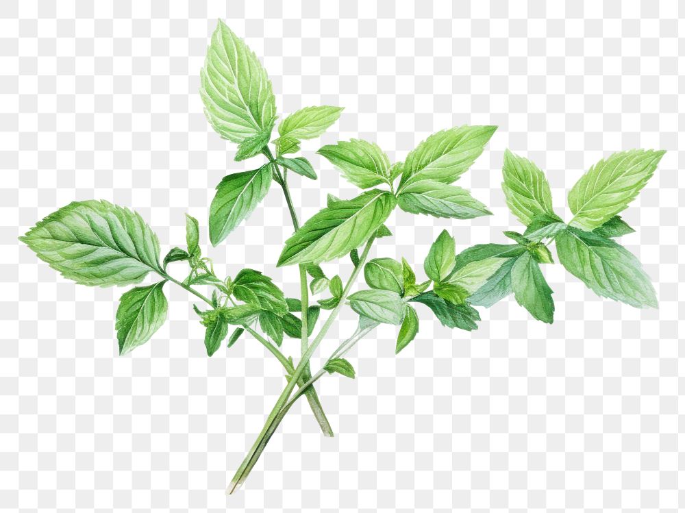 PNG Herbs plant leaf spearmint. AI generated Image by rawpixel.