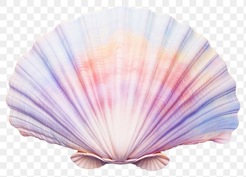 PNG Seashell clam invertebrate fragility. | Free PNG - rawpixel