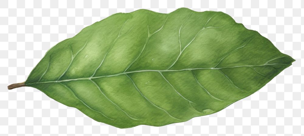 PNG Leaf plant freshness nature. AI generated Image by rawpixel.