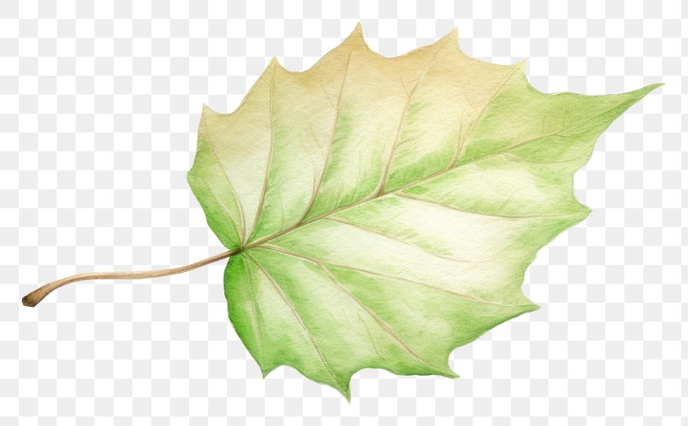 PNG Leaf plant tree freshness. AI generated Image by rawpixel.