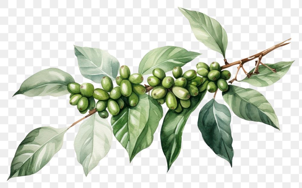 PNG Plant coffee leaf tree. AI generated Image by rawpixel.