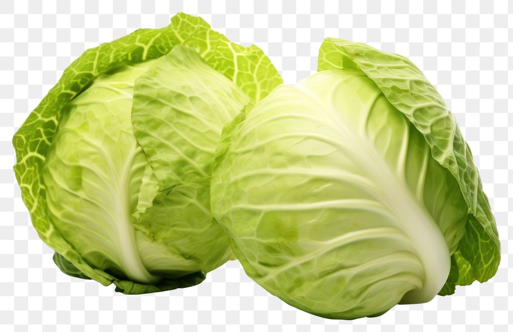 PNG Cabbage vegetable plant food. AI generated Image by rawpixel.