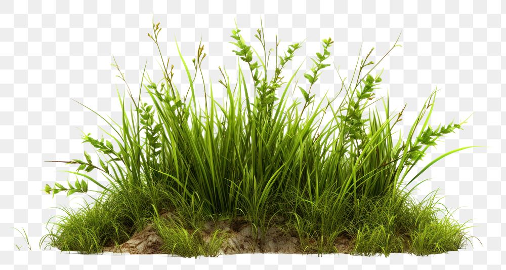 PNG Grass vegetation plant green