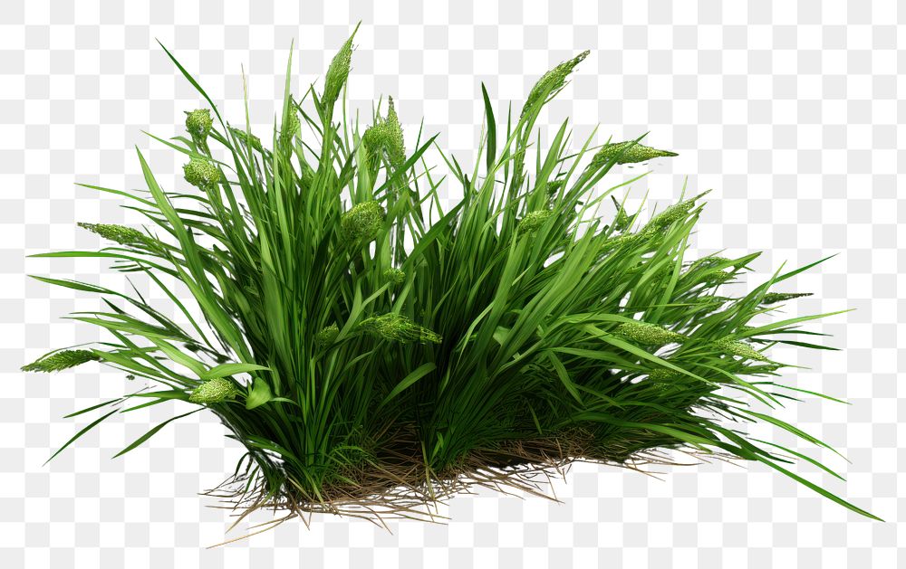 PNG Grass plant green wheatgrass. 