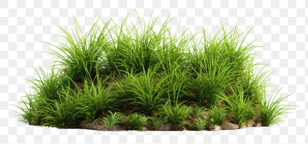 PNG Grass plant white background tranquility