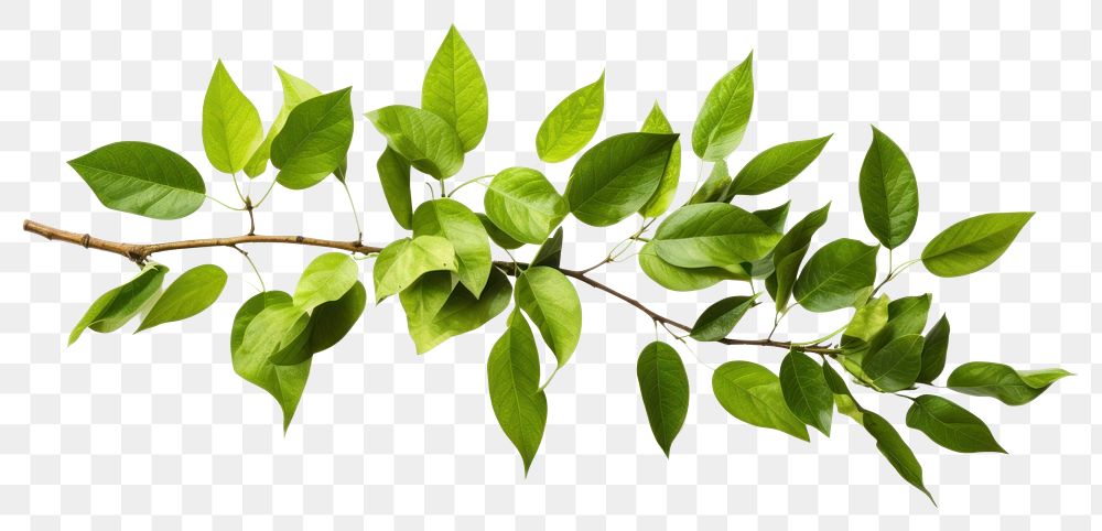 PNG Plant leaf tree annonaceae