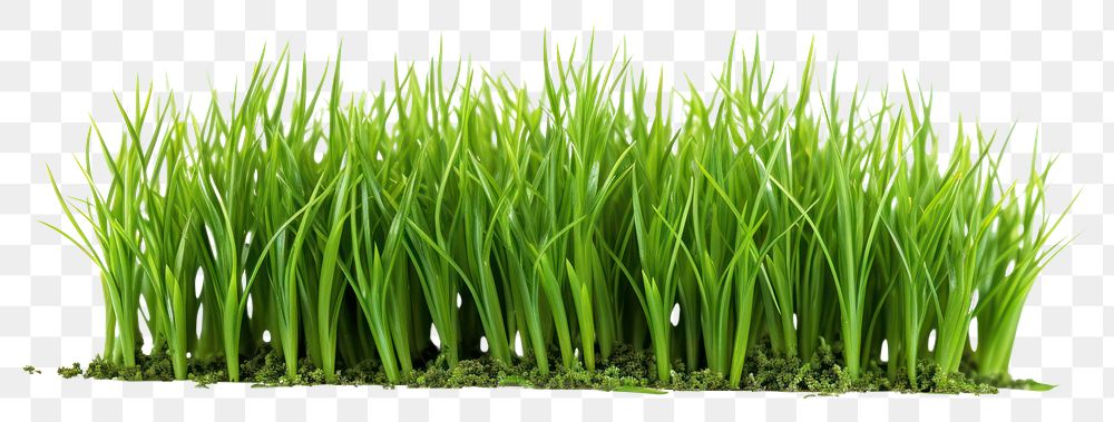 PNG Grass plant food lawn. AI generated Image by rawpixel.