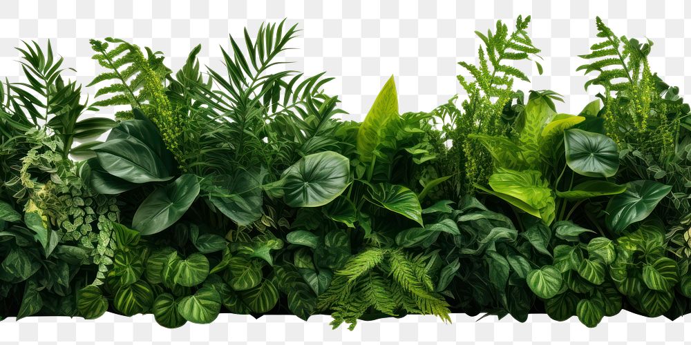 PNG Outdoors nature plant green. 