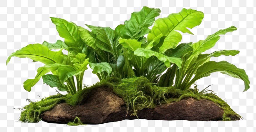 PNG Vegetable plant green leaf. AI generated Image by rawpixel.