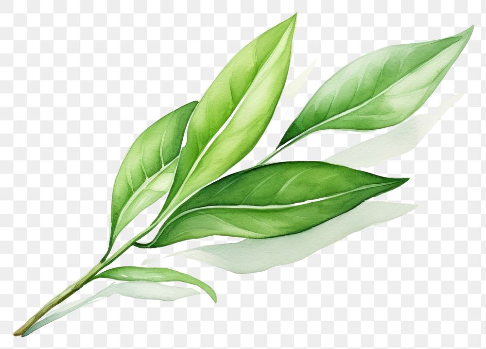 PNG Plant herbs leaf freshness. AI generated Image by rawpixel.