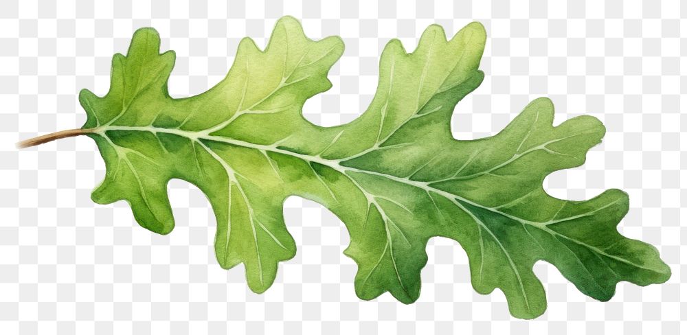 PNG Leaf plant food vegetable. AI generated Image by rawpixel.