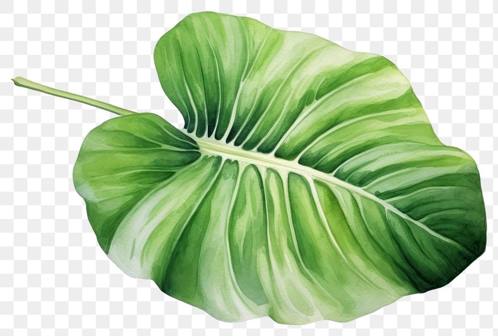 PNG Leaf plant green xanthosoma