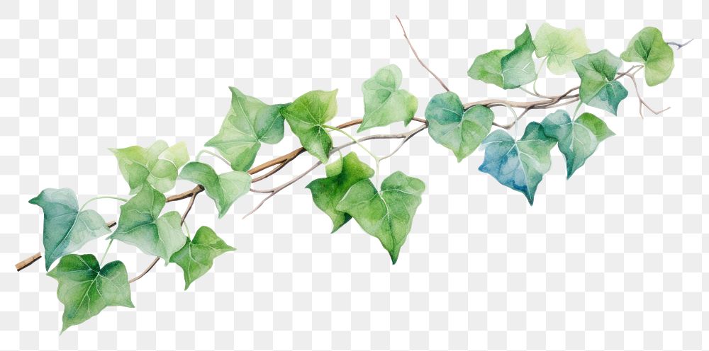 PNG Plant leaf ivy outdoors