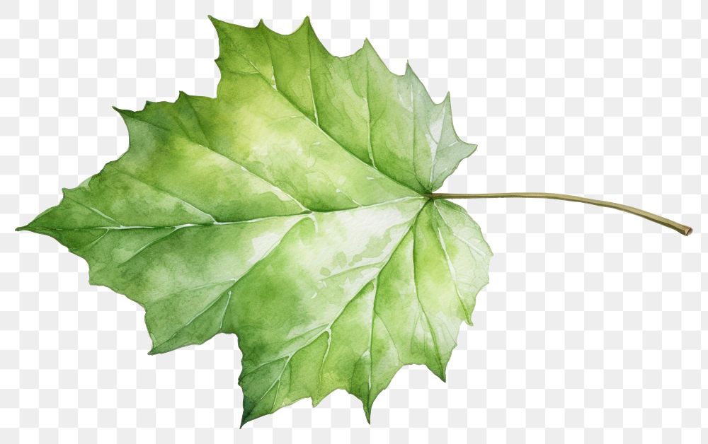 PNG Leaf plant maple tree. 