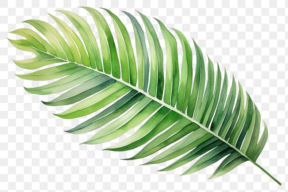 PNG Leaf plant palm leaf freshness. 