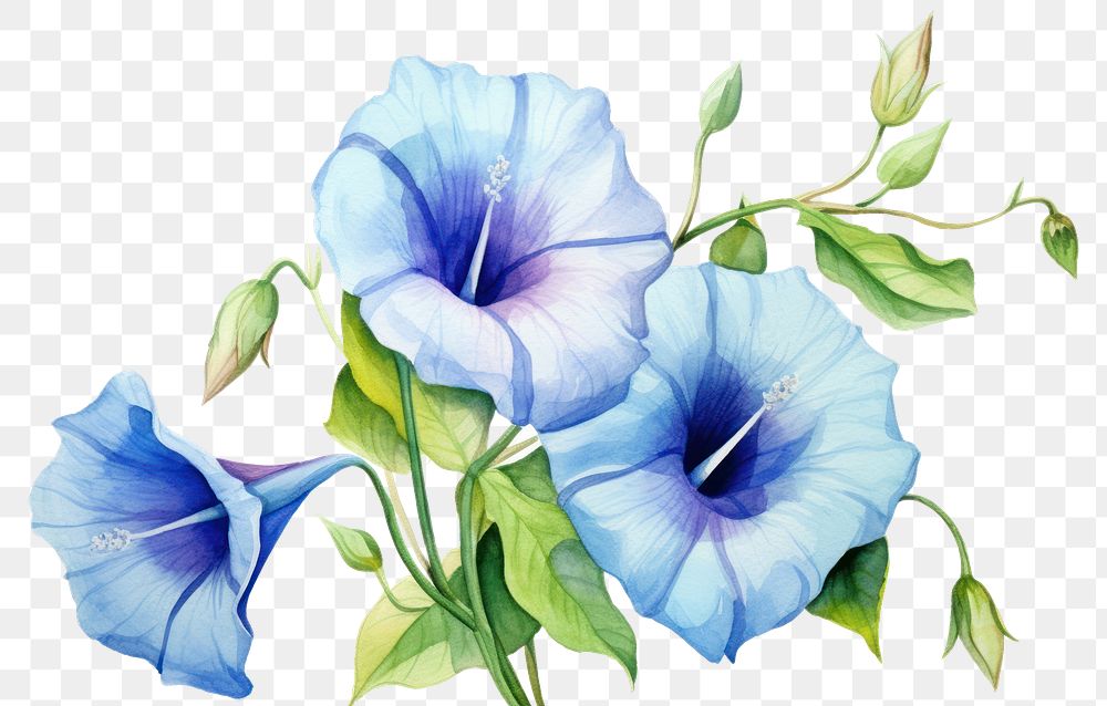 PNG Flower plant morning glory inflorescence. AI generated Image by rawpixel.
