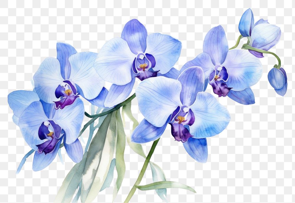 PNG Flower orchid plant blue. 