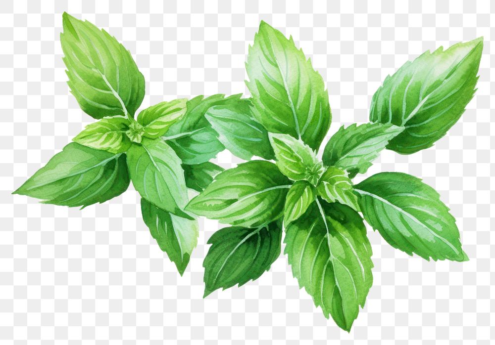 PNG Herbs plant leaf mint