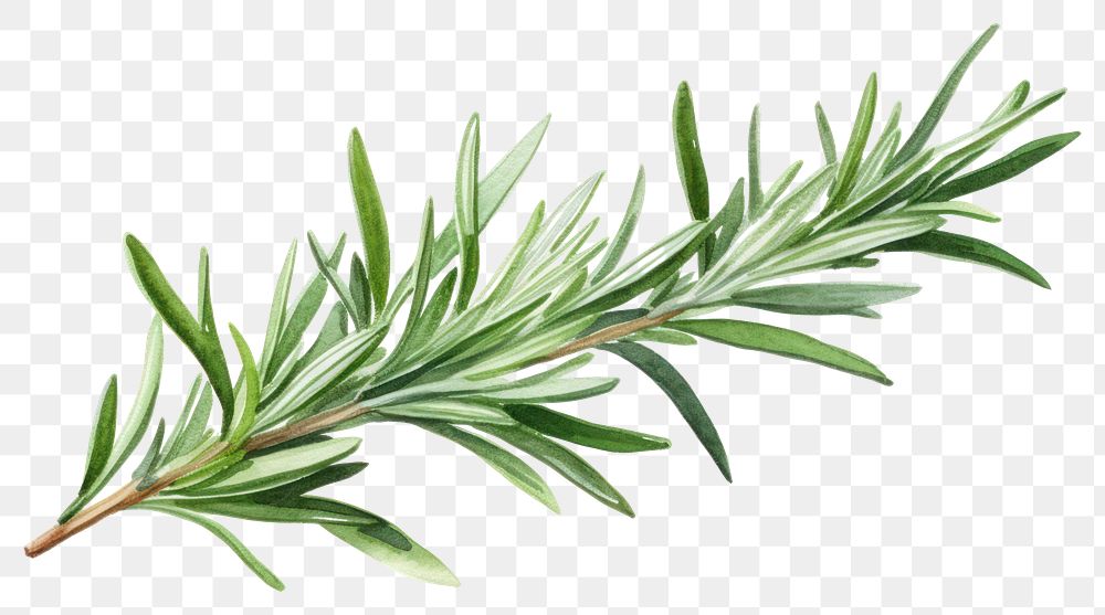 PNG Rosemary plant herbs leaf