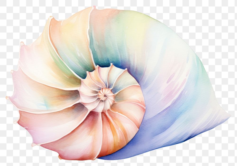 PNG Spiral shell conch invertebrate